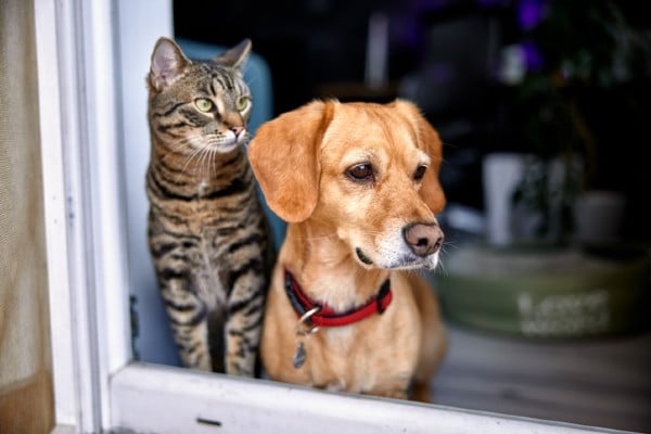 cat and dog by entryway.jpg