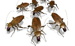 roaches-and-pest-control-terminators-in-mcallen-ingleside-new-braunfels-tx-big-m.jpg